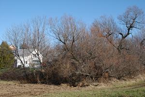 A tangle of fire prone brush near a home in the urban/wildland interface.