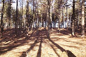 A stand of pines that has been cleared of understory brush by Forest Savers' brush cutting and shredding system.  Wildfire risk has been significantly reduced, aesthetics have been improved, and woodland management made easier.