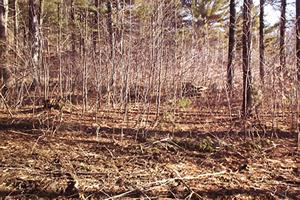 Heavy understory brush before cutting and shredding with Forest Savers' innovative system.