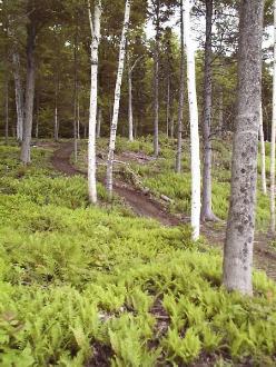 Forest Savers' trail building machine can negotiate relatively steep slopes and weave between trees to create attractive trails that cause little disturbance and take advantage of terrain features which promote good drainage.