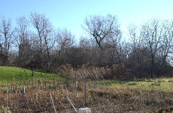 An area of heavy brush and trees strewn with wire fencing and nail filled boards that obscured the barns.