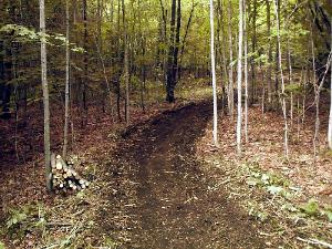 A four foot wide (1.2 m) trail leading up hill through a stand of saplings.  Note that all the brush and small trunks have been mulched and are incorporated into the trail surface.