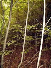 Trails and firebreaks through thick stands of saplings and brush can be quickly and neatly cut and mulched by the Forest Savers system.