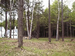 Clearing flamable brush from forests near homes in the urban/wildland interface can act as a firebreak to reduce the risk from forest fires. 