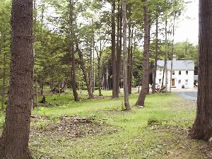 Thinning to remove the low quality and overcrowded trees plus cutting and shredding the understory brush creates an attractive, defensible space surrounding a home in the urban/wildland interface.