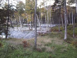 It is easy to see where powdered Wollastonite has been spread in the forest to help counteract the effects of acid deposition.