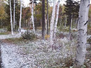 It is hoped that the application of Wollastonite will slow the recent, rapid death of white birches.