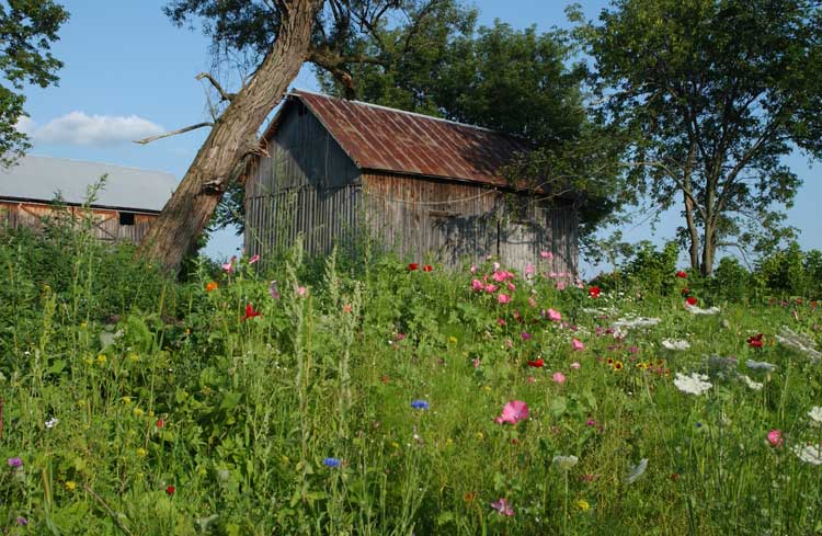 This barn was completely obscured by brush before brush cutting and shredding.