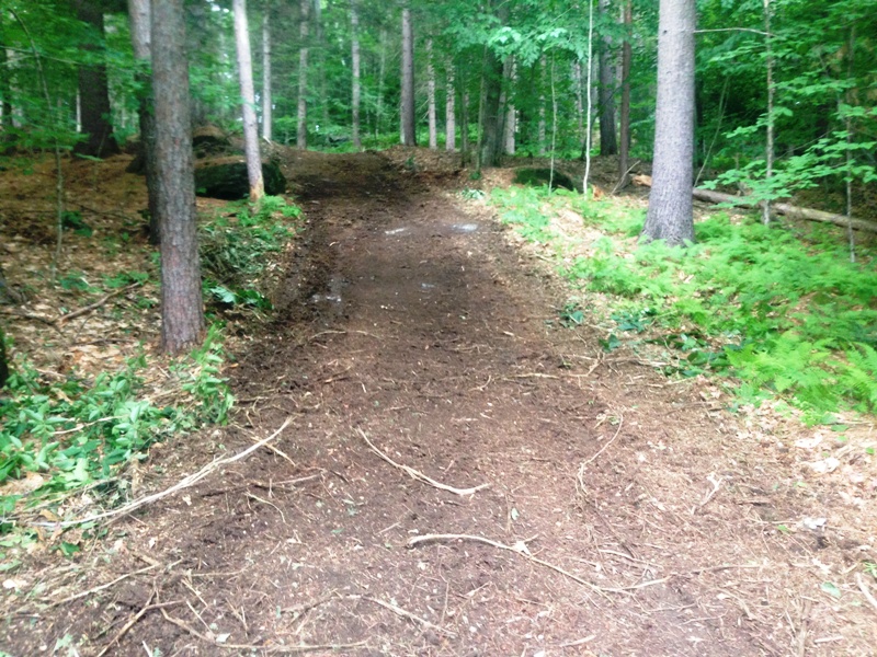 Toppled trees cleared and forest road reopened