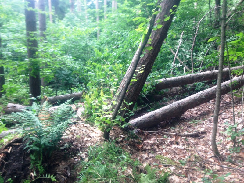 Storm toppled trees blocking forest road