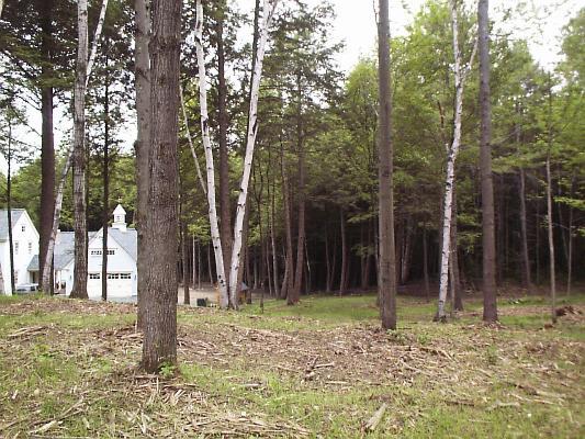 underbrush removed