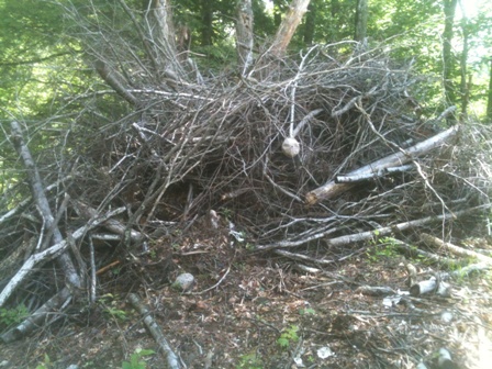 Brush pile 