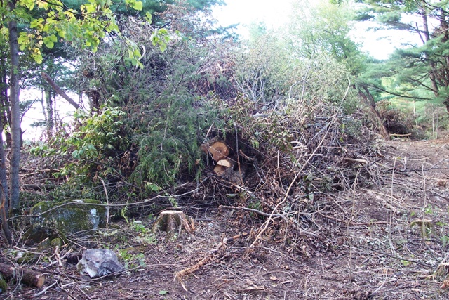 brush pile